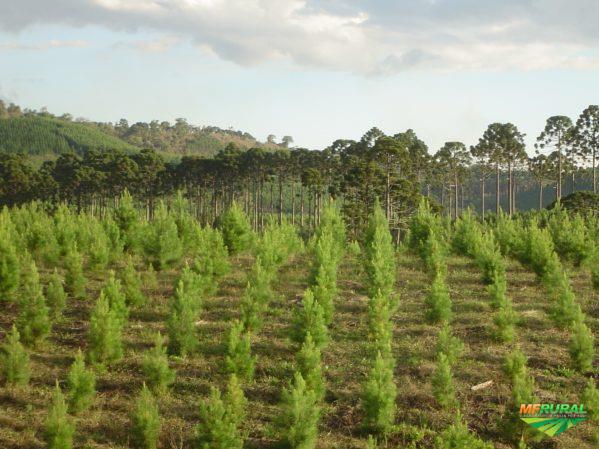 PINUS TAEDA - Sementes CaiÃ§ara