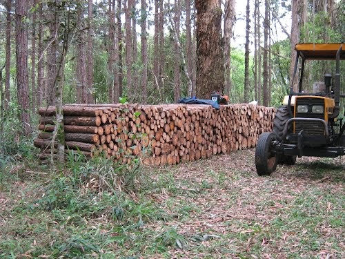 PINUS TAEDA - Sementes CaiÃ§ara